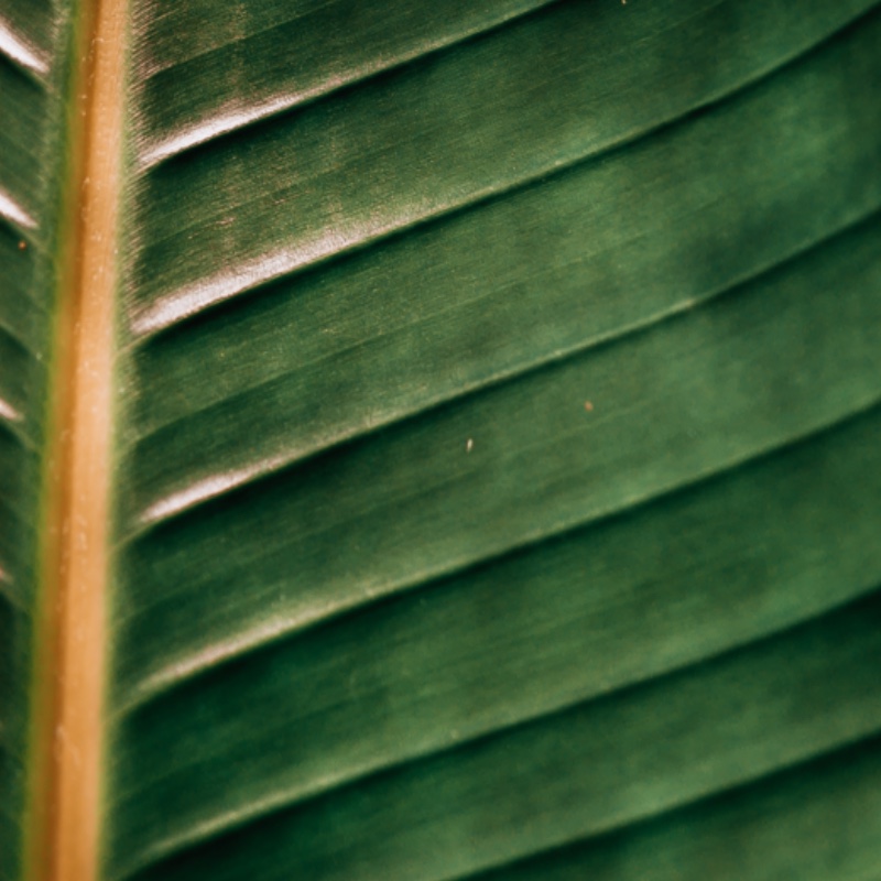 leaf