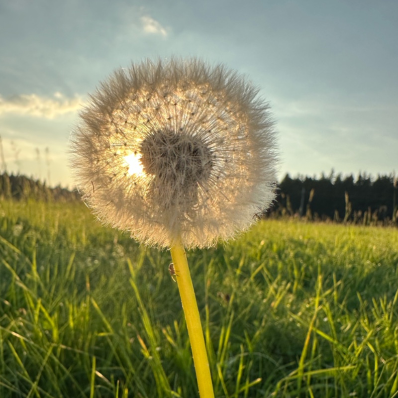 dandelion in the wind