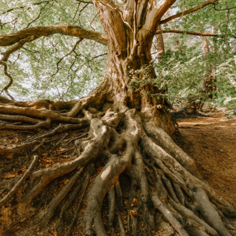 tree with routes and branches